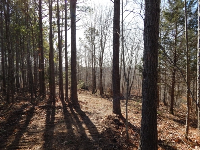 Tn. Recreational Paradise with Hunting and River Frontage! - image 21