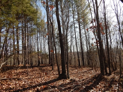 Tn. Recreational Paradise with Hunting and River Frontage! - image 23