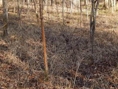 Tn. Recreational Paradise with Hunting and River Frontage! - image 29
