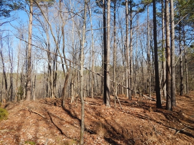 Tn. Recreational Paradise with Hunting and River Frontage! - image 20