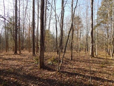 Tn. Recreational Paradise with Hunting and River Frontage! - image 32