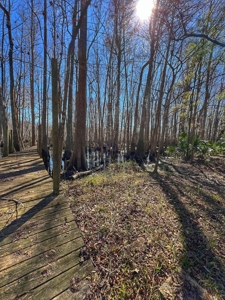 Suwannee River Waterfront Country Home For Sale - Florida - image 30