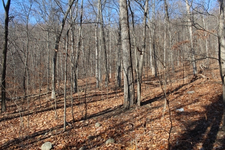 145 Acres of Bliss, Only 25 Miles from Charlottesville, VA - image 8