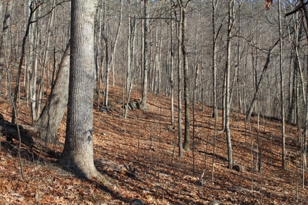 145 Acres of Bliss, Only 25 Miles from Charlottesville, VA - image 6