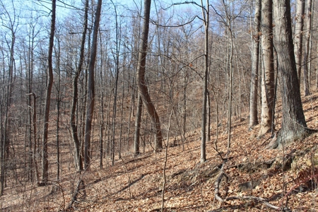 145 Acres of Bliss, Only 25 Miles from Charlottesville, VA - image 5