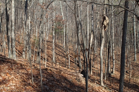 145 Acres of Bliss, Only 25 Miles from Charlottesville, VA - image 9