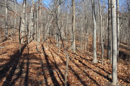 145 Acres of Bliss, Only 25 Miles from Charlottesville, VA - image 7