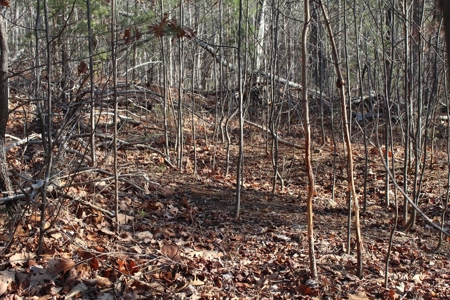 145 Acres of Bliss, Only 25 Miles from Charlottesville, VA - image 10