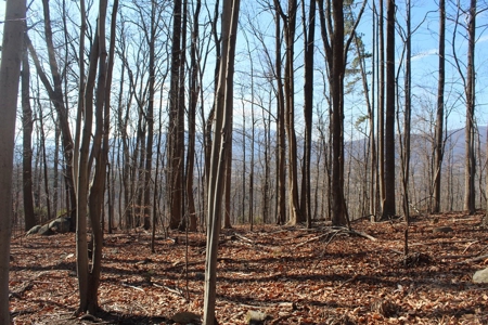 145 Acres of Bliss, Only 25 Miles from Charlottesville, VA - image 4