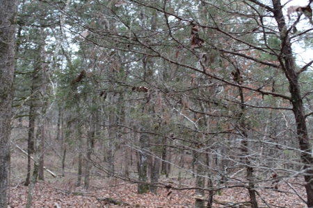 4.3 On Bull Shoals Lake Peninsula in Ozark County Missouri - image 34