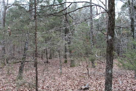 4.3 On Bull Shoals Lake Peninsula in Ozark County Missouri - image 30