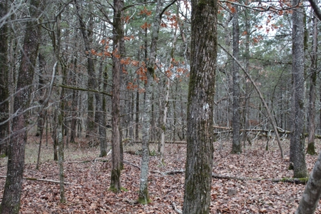 4.3 On Bull Shoals Lake Peninsula in Ozark County Missouri - image 36