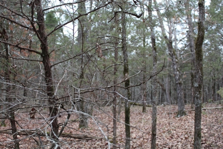 4.3 On Bull Shoals Lake Peninsula in Ozark County Missouri - image 35