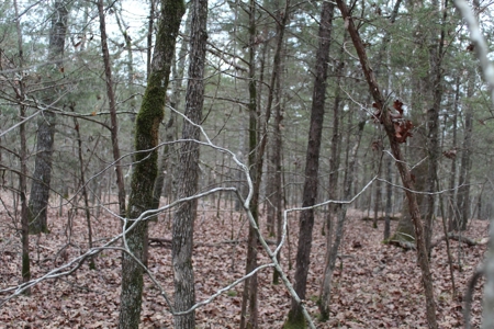 4.3 On Bull Shoals Lake Peninsula in Ozark County Missouri - image 29