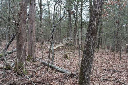 4.3 On Bull Shoals Lake Peninsula in Ozark County Missouri - image 24