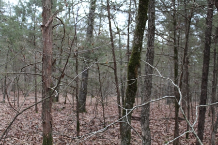 4.3 On Bull Shoals Lake Peninsula in Ozark County Missouri - image 28