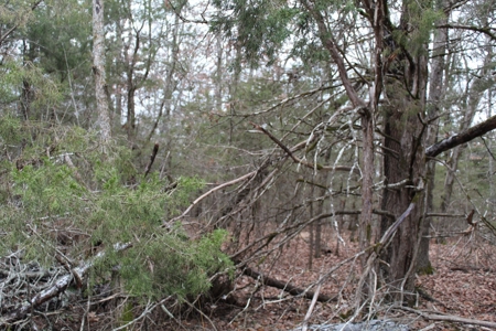 4.3 On Bull Shoals Lake Peninsula in Ozark County Missouri - image 19