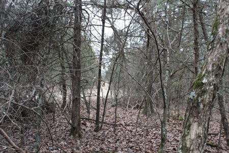 4.3 On Bull Shoals Lake Peninsula in Ozark County Missouri - image 22