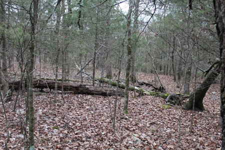 4.3 On Bull Shoals Lake Peninsula in Ozark County Missouri - image 21