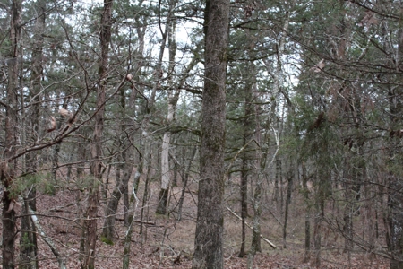 4.3 On Bull Shoals Lake Peninsula in Ozark County Missouri - image 33