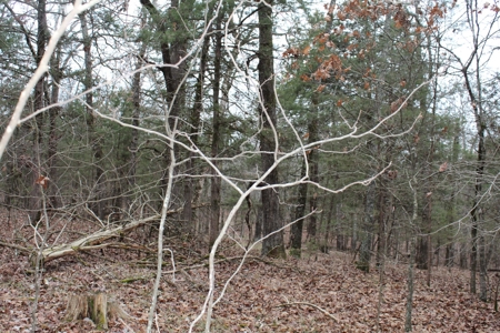 4.3 On Bull Shoals Lake Peninsula in Ozark County Missouri - image 26