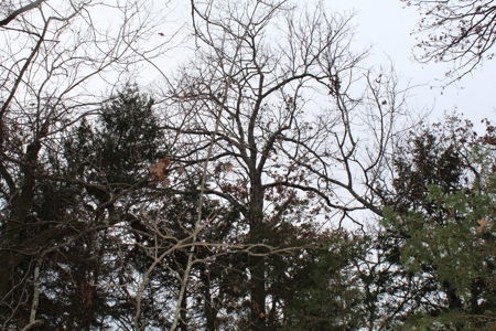 4.3 On Bull Shoals Lake Peninsula in Ozark County Missouri - image 25