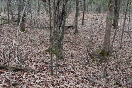 4.3 On Bull Shoals Lake Peninsula in Ozark County Missouri - image 37