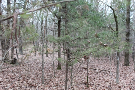 4.3 On Bull Shoals Lake Peninsula in Ozark County Missouri - image 32