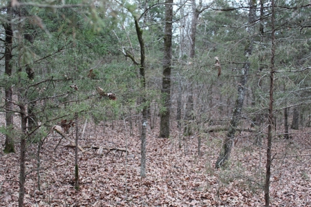 4.3 On Bull Shoals Lake Peninsula in Ozark County Missouri - image 31