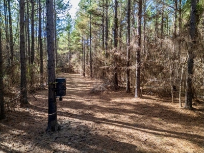 Mississippi Land for Sale Montgomery County - image 11