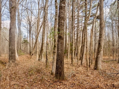Mississippi Land for Sale Montgomery County - image 38