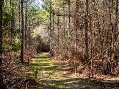Mississippi Land for Sale Montgomery County - image 15