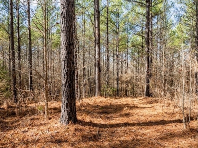 Mississippi Land for Sale Montgomery County - image 26