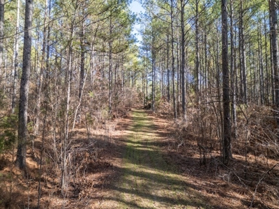 Mississippi Land for Sale Montgomery County - image 5