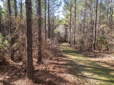 Mississippi Land for Sale Montgomery County - image 4