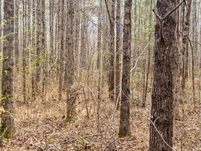 Mississippi Land for Sale Montgomery County - image 39