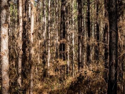 Mississippi Land for Sale Montgomery County - image 24