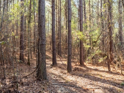 Mississippi Land for Sale Montgomery County - image 20