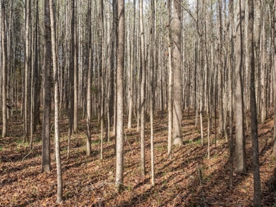 Mississippi Land for Sale Montgomery County - image 43