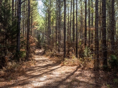 Mississippi Land for Sale Montgomery County - image 21