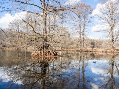 Mississippi Land for Sale Montgomery County - image 42