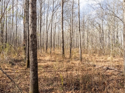Mississippi Land for Sale Montgomery County - image 44