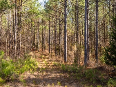 Mississippi Land for Sale Montgomery County - image 22