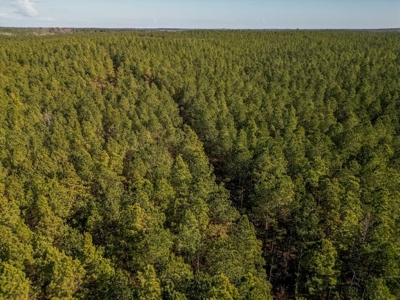 Mississippi Land for Sale Montgomery County - image 10