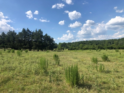 Ranches For Sale in Hallsville, Texas - image 1