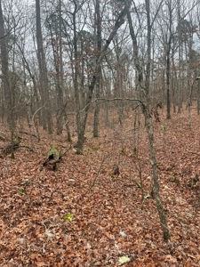 Wayne County Missouri Land Surrounded by National Forest - image 9