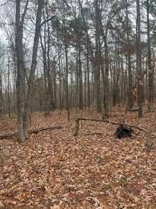 Wayne County Missouri Land Surrounded by National Forest - image 3