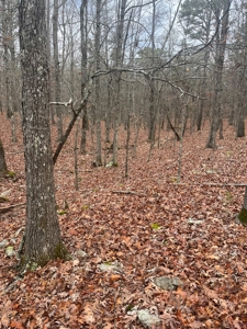 Wayne County Missouri Land Surrounded by National Forest - image 1