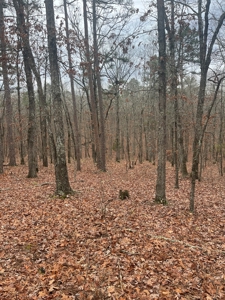 Wayne County Missouri Land Surrounded by National Forest - image 7