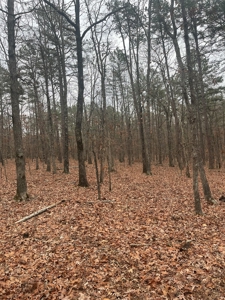 Wayne County Missouri Land Surrounded by National Forest - image 8